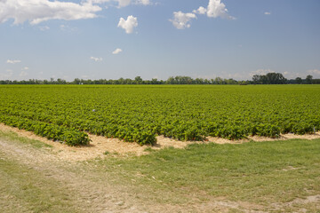 Expansive field of green strawberry plants under a clear blue sky, concept of agriculture, farming, organic produce.