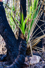 Blackened trunks and bright green new growth of spiral pandanus tree after burn-off.