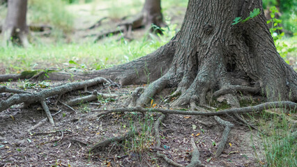 Exposed tree roots spreading over forest ground in natural environment