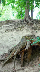 Detailed texture of forest roots system in raw and earthy surroundings