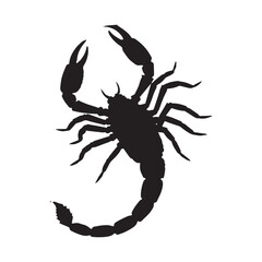 A scorpion  Silhouette White Background. 