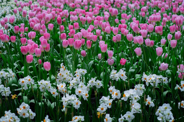 The contrast between the tall, graceful pink tulips and the smaller, cheerful delicate white...