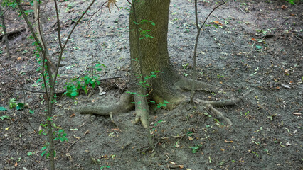 Detailed texture of forest roots system in raw and earthy surroundings