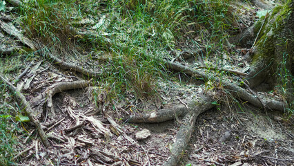 Natural forest roots structure with moss and soil in untouched woodland