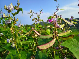 Lablab purpureus beans in the garden. The first pink flower appeared on a climbing bean with blue...