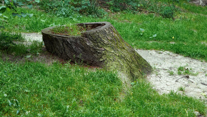 Organic root system spread across woodland ground under tree canopy