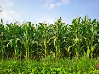 green corn fields with a beautiful blue sky in the background