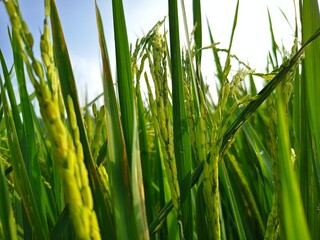 Fototapeta premium Organig rice field, Close up rice paddy on rice plant