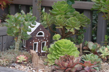 small toy house among seculents, floriculture, 2