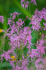Obraz premium Delicate pink blooms sway gently in a verdant meadow, celebrating the beauty of springtime nature