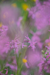 Amidst a sea of delicate pink and yellow blooms, nature showcases its vivid beauty in full bloom