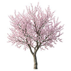 Naklejka premium A beautiful blooming cherry blossom tree with delicate pink flowers isolated on transparent background