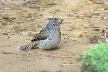 small niltava or Niltava macgrigoriae seen at Dosdewa in Karimganj, Assam, India