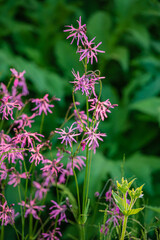 Pink wildflowers sway in the breeze, surrounded by lush greenery, exuding beauty and calm