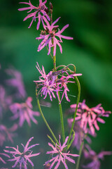 Soft pink blossoms stand out amid vibrant greenery, capturing the essence of spring's arrival