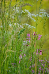 A vibrant display of wildflowers blooms among tall grasses in a tranquil meadow setting