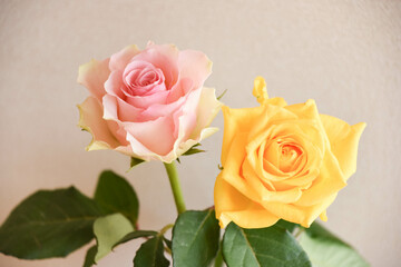 ピンクと黄色のばら