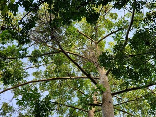 A View up to the trees in the forest. Natural and beautiful green summer background