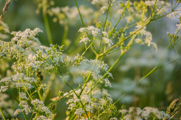 Delicate white flowers flourish in a tranquil meadow, bathed in warm golden light