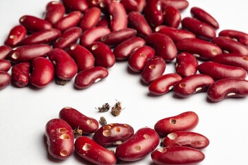 Close-up of kidney beans showing signs of insect damage and decay on a white surface.