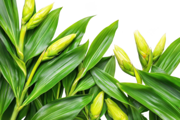 Green tropical plants and buds on black background with freshness theme