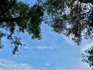 A View up to the trees in the forest. Natural and beautiful green summer background. Copy space