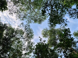 A View up to the trees in the forest. Natural and beautiful green summer background
