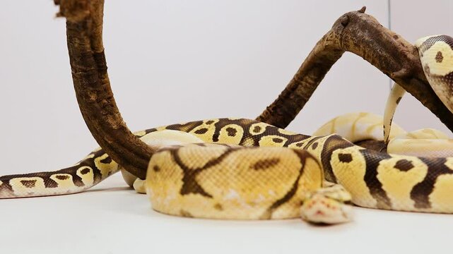 Ball Python Resting on Branch in Nimbin