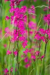 Colorful clusters of pink flowers stand tall among lush green blades under bright sunlight