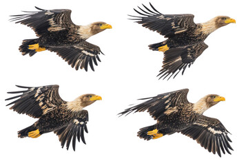 Fototapeta premium Majestic Eagle flies through the Air with Graceful flight, and wings flaping fast