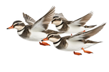 Ducks Take Flight, waterfowl migration with aerial movement theme.