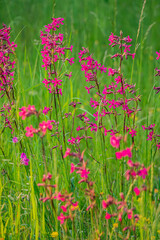 Colorful wildflowers dance in the gentle breeze, filling the meadow with joy and warmth