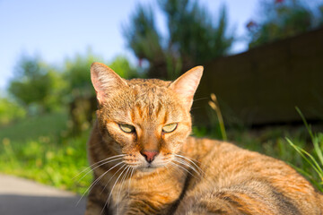 Female adult tabby cat lying on terrace looking at camera and enjoying evening sun on a sunny...