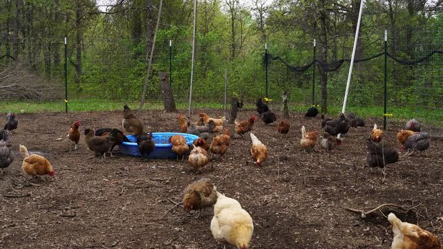 Super time lapse of organic hens and ducks strolling inside fenced area near woods as animals being freer range organically raised in small back yard farm