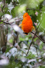 Male Guianan Cock of the rock (Rupicola rupicola) perched in the rainforest, French Guiana.
