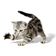 A playful kitten reaching out, showcasing its curiosity and playful nature.