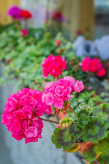 Vivid pink geraniums flourish in a window box, basking in the warm sunlight of springtime