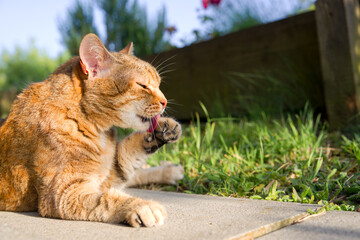 Female adult tabby cat lying on terrace licking paw and enjoying evening sun on a sunny summer day...