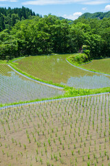 田植えを終えた若桜氷ノ山の棚田の風景 鳥取県 若桜町