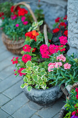Colorful potted flowers create a cheerful atmosphere for all to enjoy