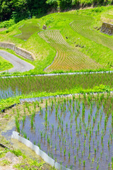 田植えを終えた若桜氷ノ山の棚田の風景 鳥取県 若桜町