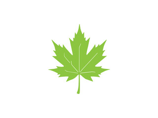 Green maple leaf graphic nature plant