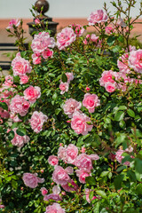 A blooming display of pink roses fills the garden, showcasing nature's beauty during the sunny day
