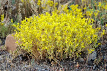 Sedum acre. Biting stonecrop, wall pepper,. Succulent plant with bright yellow flowers.