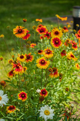 Gaillardia flowers in the garden