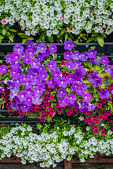 A lush arrangement of purple, pink, and white petunias fills a garden, celebrating nature's colors