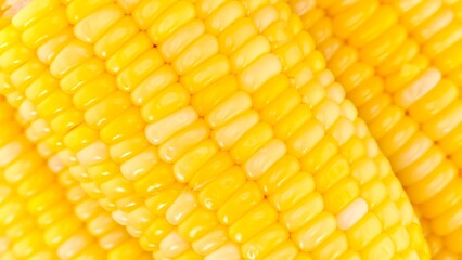 Maize seeds in corn cob.