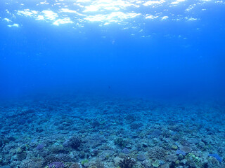 敷き詰められた珊瑚の森・石垣島海底
