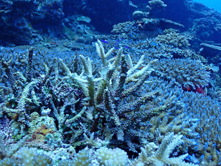 沖縄石垣島海底のサンゴ