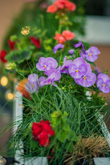 Colorful flowers in purple, red, and green bloom in a balcony pot under spring sunlight